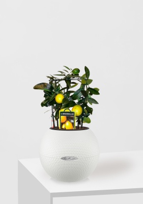 Цитрус Лимон на решетке 12/30 см в PURO 20 Цитрус Лимон на решетке 12/30 см в PURO 20