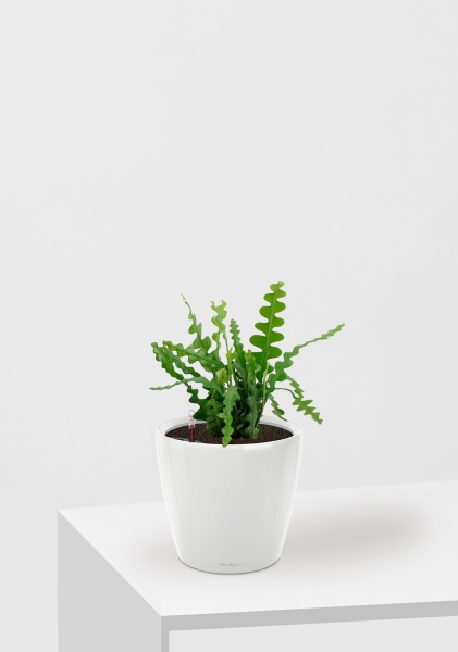 Эпифиллум Угловатый 17/35 см в CLASSICO LS 21 Эпифиллум Угловатый 17/35 см в CLASSICO LS 21