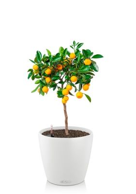 Цитрус Каламондин 19/60 см в CLASSICO 18, белый