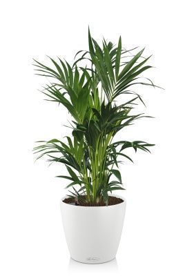 Ховея Кентия 27/120 см в СLASSICO COLOR 43, белый