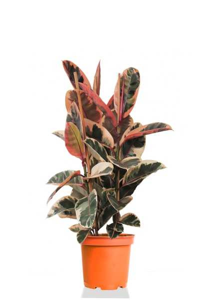 Фикус Эластика Бейлиз d35 см h115 см