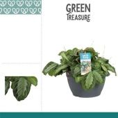 Маранта Сильвер Бенд d30 см h25 см