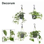 Эпипремнум d17 см