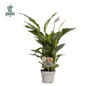 Спатифиллум Штраус 3+ цветов d13 см h50 см тип 2 Спатифиллум Штраус 3+ цветов d13 см h50 см тип 2