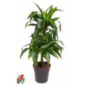 Драцена Гавайская карусель d21 см h110 см