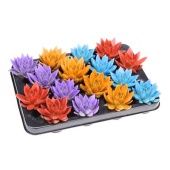 Эхеверия Rainbow Mix d6 см h8 см