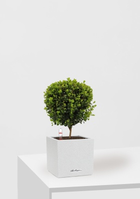 Мирсина 12/30 см в CANTO STONE 14 Мирсина 12/30 см в CANTO STONE 14