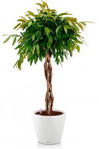 Фикус Амстел Кинг в CLASSICO COLOR 43