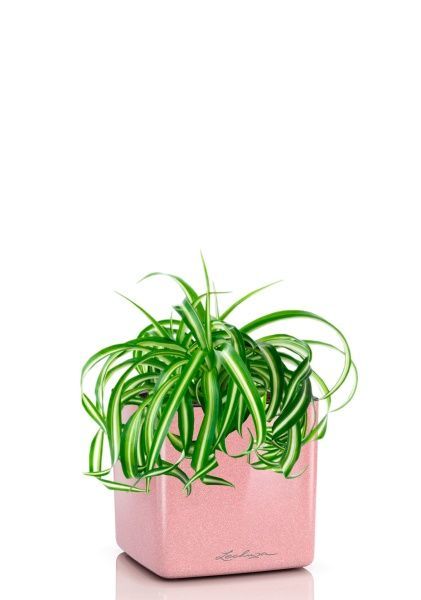 Хлорофитум Бонни 12/25 см в CUBE GLOSSY KISS 14