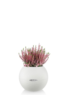 Вереск (Эрика) розовый в PURO 20