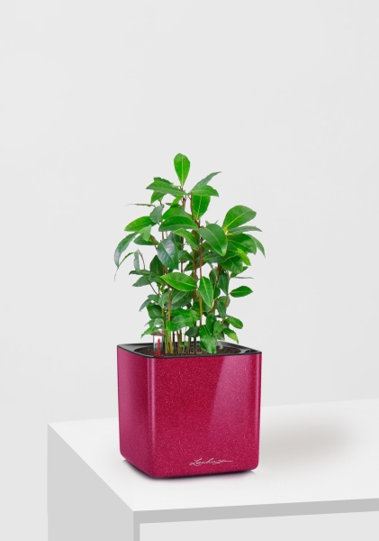 Лавр 9/30 см в CUBE GLOSSY KISS 14 Лавр 9/30 см в CUBE GLOSSY KISS 14