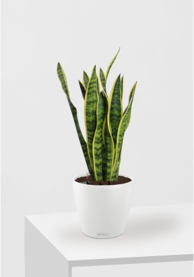 Сансевиерия Лауренти 17/60 см в CLASSICO Color 21 Сансевиерия Лауренти 17/60 см в CLASSICO Color 21
