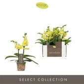 Фаленопсис Mini Vayenne 2st d7 см h25 см Фаленопсис Mini Vayenne 2st d7 см h25 см