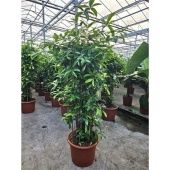 Драцена Суркулоза бранч d45 см h180 см Драцена Суркулоза бранч d45 см h180 см