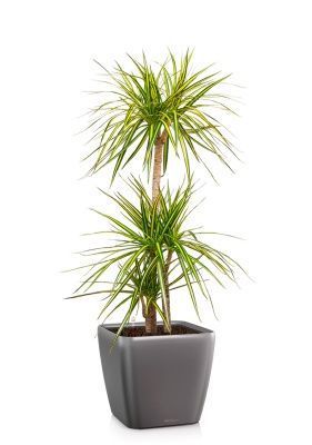 Драцена Маргината Санрей 3 ствола 27/150 см в QUADRO LS 35, антрацитовый металлик