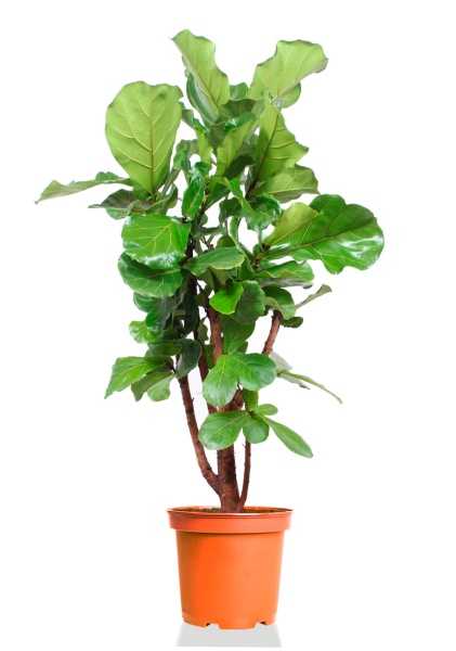 Фикус Лирата бранч d30 см h140 см