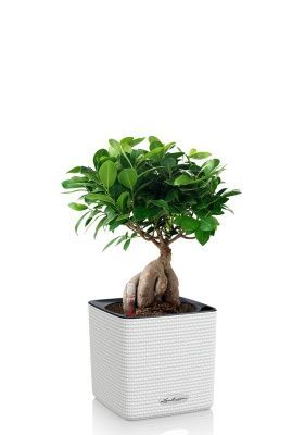Фикус бонсай в CUBE COLOR 14, белый