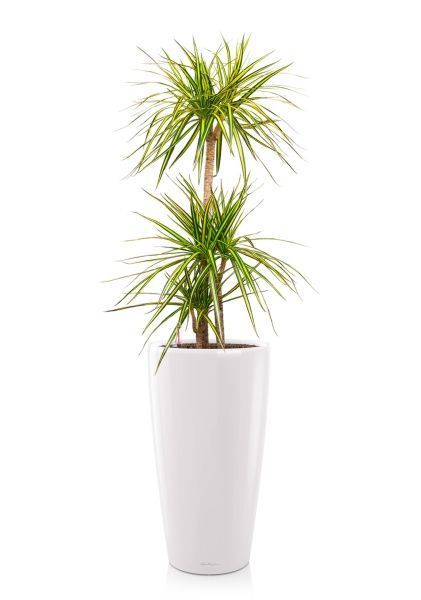 Драцена Маргината Санрей 3 ствола 27/150 см в RONDO 32