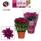 Хризантема Грандеза фиолетовая (scenza) d13 см h25 см