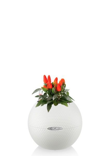 Капсикум микс 10/25 в PURO 20 Капсикум микс 10/25 в PURO 20