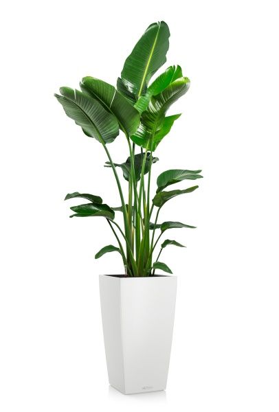 Стрелиция Николай 27/170 см в CUBICO COLOR 40