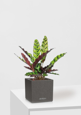 Калатея Лансифолия 12/30 см в CANTO STONE 14