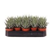 Хавортия Биг Бэнд d5.5 см h12.5 см