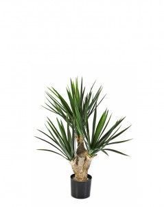 Юкка Рострата мини 3 ствола