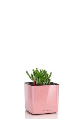 Крассула Хоббит 10/15 см в CUBE GLOSSY KISS 14, кремовый блестящий