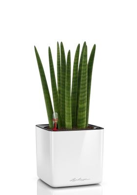 Сансевиерия Цилиндрика Спагетти 12/40 см в CUBE GLOSSY 14, белый блестящий Сансевиерия Цилиндрика Спагетти 12/40 см в CUBE GLOSSY 14, белый блестящий