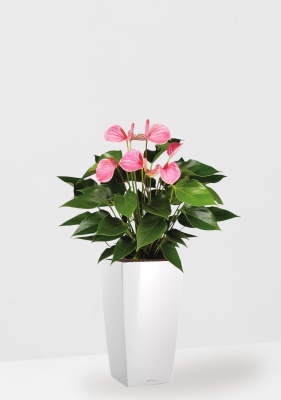 Антуриум Андрианум розовый 17/60 см в CUBICO 22, белый блестящий Антуриум Андрианум розовый 17/60 см в CUBICO 22, белый блестящий