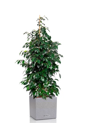 Фикус Бенджамина Даниэль 27/120 см в CANTO STONE LOW 30 Фикус Бенджамина Даниэль 27/120 см в CANTO STONE LOW 30