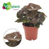 Сингониум Мария Броканте d12 см h25 см Сингониум Мария Броканте d12 см h25 см