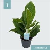 Аглаонема Чинто Кинг "Cintho King" 17/60 см Аглаонема Чинто Кинг "Cintho King" 17/60 см