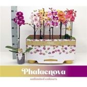 Фаленопсис 1 ствол Taiwan Mix 6+ (phalaenova) d12 см h60 см тип 2 Фаленопсис 1 ствол Taiwan Mix 6+ (phalaenova) d12 см h60 см тип 2