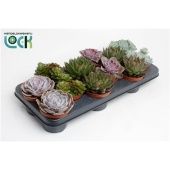 Эхеверия микс d10.5 см h15 см Эхеверия микс d10.5 см h15 см