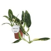 Монстера Стандлеяна d12 см h25 см Монстера Стандлеяна d12 см h25 см