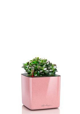 Крассула Овата Минор 12/20 см в CUBE GLOSSY KISS 14, кремовый блестящий Крассула Овата Минор 12/20 см в CUBE GLOSSY KISS 14, кремовый блестящий