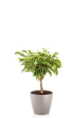 Фикус Бенджамина Лаки переплетенный 12/40 см в CLASSICO COLOR 18