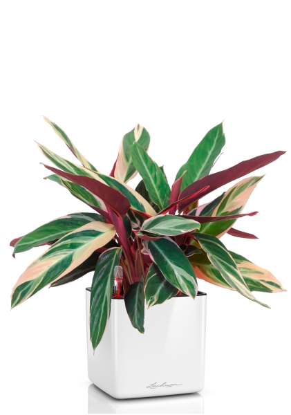 Строманта 12/40 см в CUBE GLOSSY 14