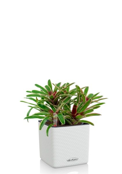 Нидулярия в CUBE COLOR 14