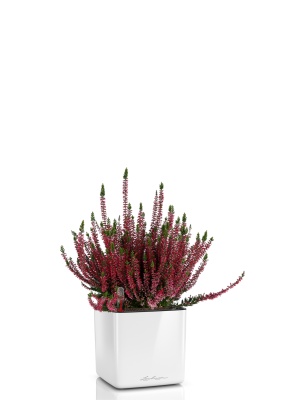 Вереск (Эрика) бордовый в CUBE GLOSSY 14