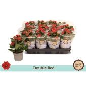 Каланхоэ Rosalina Red d9 см h19 см Каланхоэ Rosalina Red d9 см h19 см