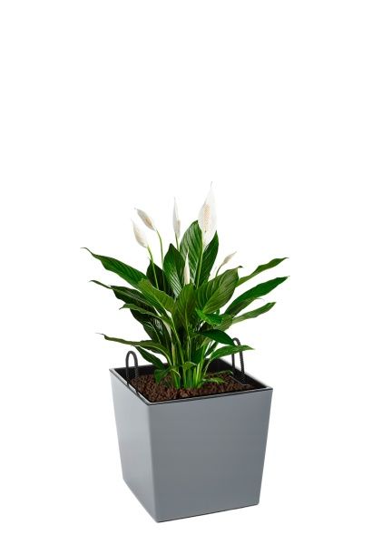 Спатифиллум 17/70 см в LAMELA Juka 19x19 Спатифиллум 17/70 см в LAMELA Juka 19x19