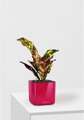 Кодиеум 8/20 см в CUBE GLOSSY KISS 14 Кодиеум 8/20 см в CUBE GLOSSY KISS 14