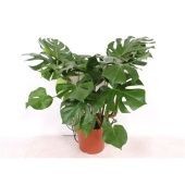 Монстера Делициоза d30 см h90 см