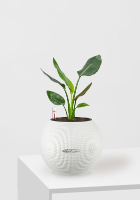 Стрелиция Николай в PURO 20, белый 