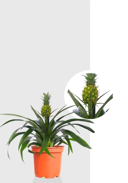 Ананас 12/40 см