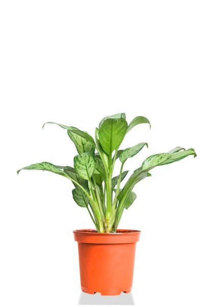 Аглаонема Мария Кристина 12/30 см