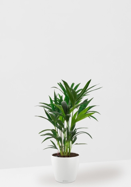 Ховея 17/90 см в CLASSICO COLOR 21